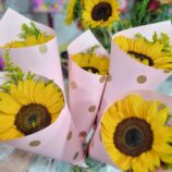 08e9d22a-8adf-48ab-8381-d079df2e8011